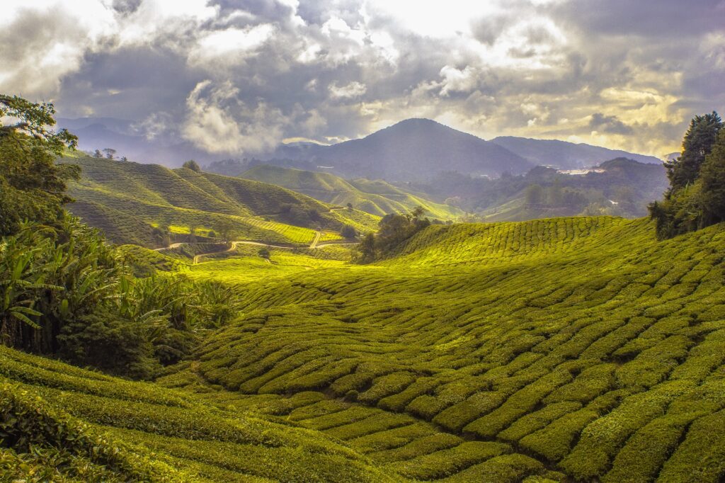 Tea Cultivation