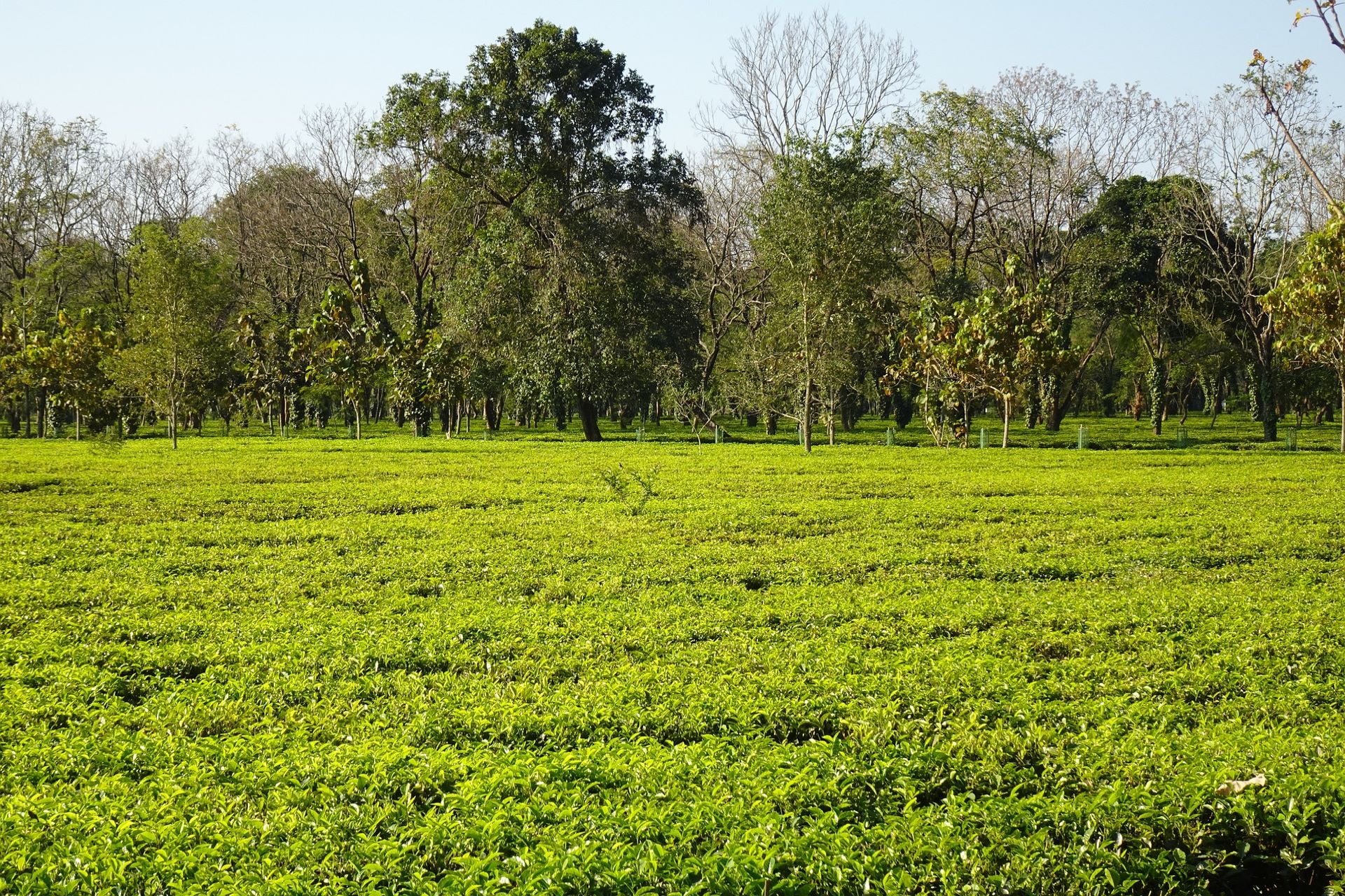 Assam tea