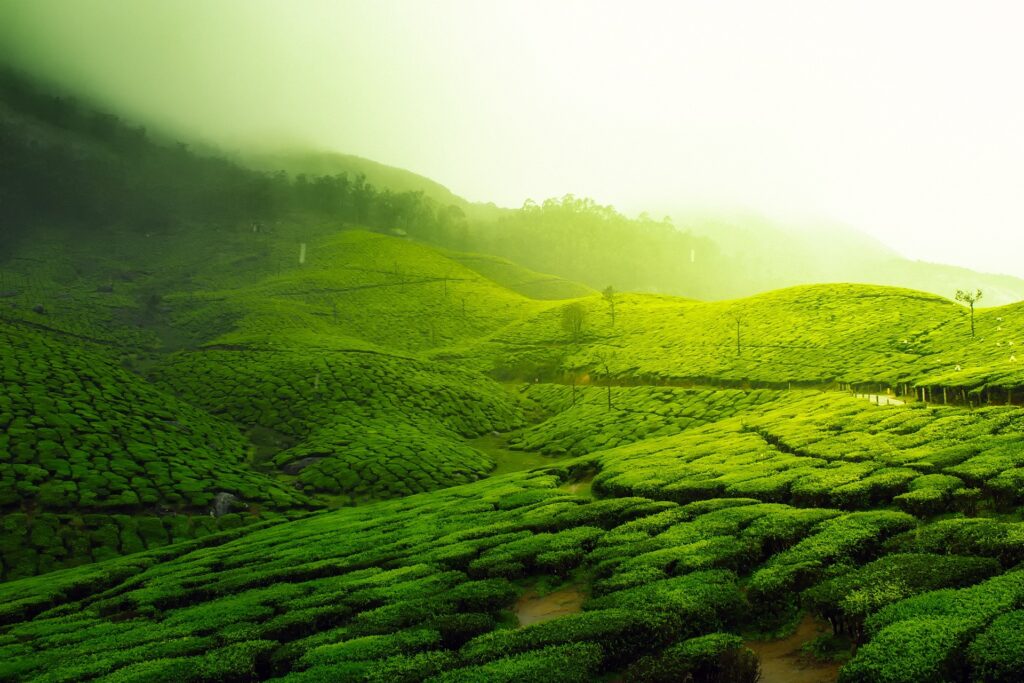 History of Tea in India