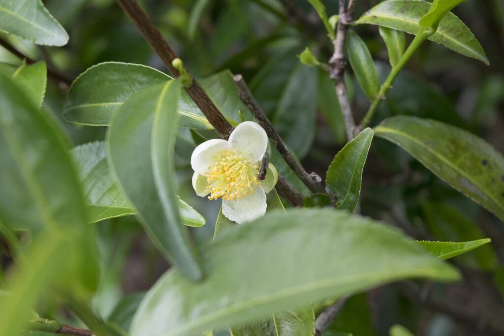 green-tea-leaves